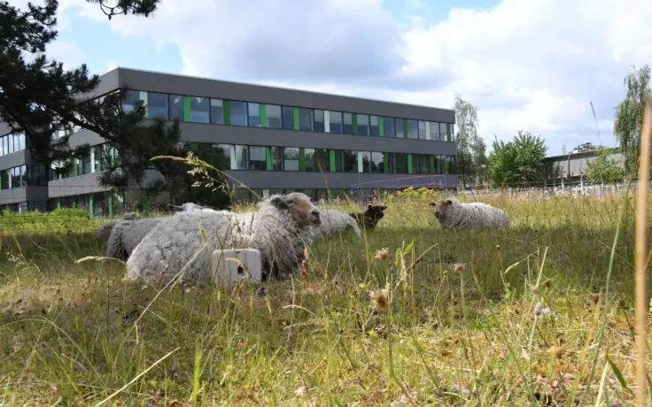 Schapen in de groene buitenruimte van een bedrijventerrein in Best